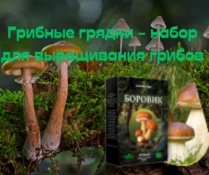  Грибные грядки - набор для выращивания грибов (low price)