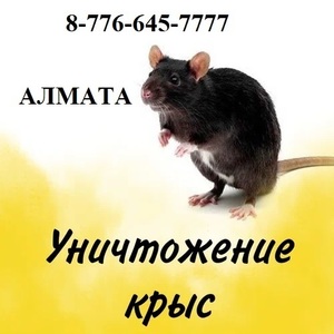 ‼️ Дезинфекция Дезинсекция в Алматы крыс мышей тараканов клопов уничтожение ‼️