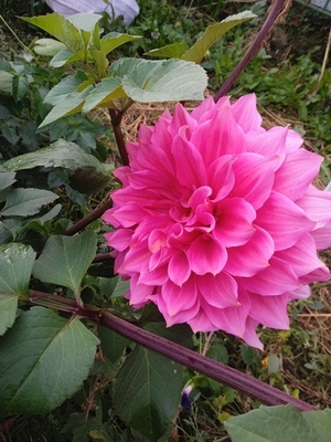 Продам клубни георгинов 