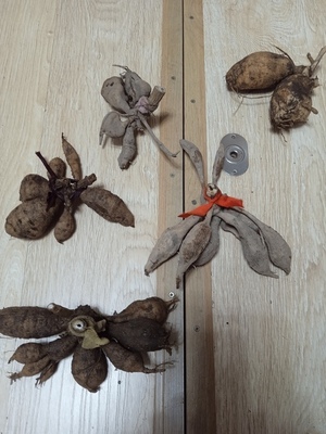 Продам клубни георгинов 