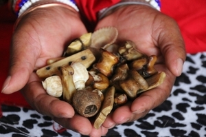 [+27764410726]  TRADITIONAL HEALER / SANGOMA  in British, Lichtenburg, Orkney, swiss reneke, outing, Stella, Mtata, Butt