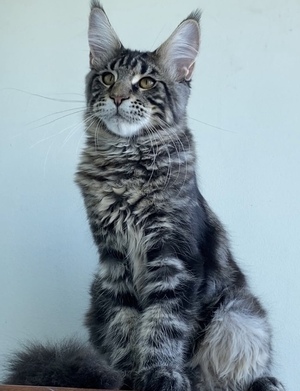 Котята мейнкун из питомника