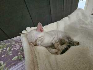 Снежные бенгалы