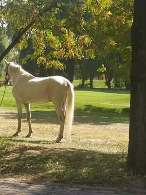 конь, лошадь  в Алматы