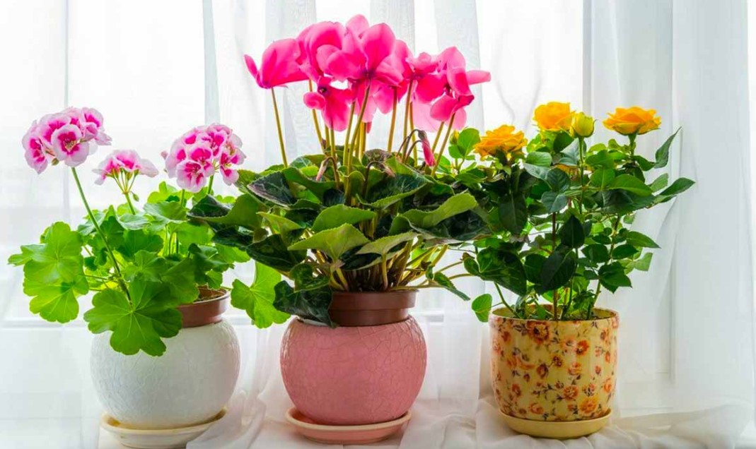 Купить комнатные цветы в Алматы